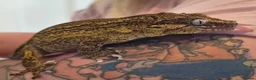 Gecko reptiles for sale: Gargoyle gecko  - Advert 2