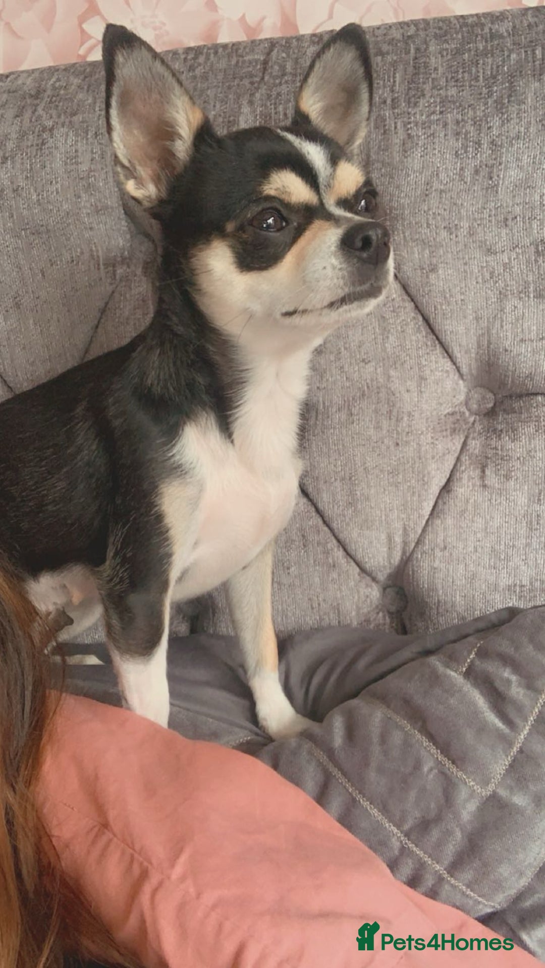 Chihuahua dogs for sale: Chihuahua girl 6 years  - Advert 3