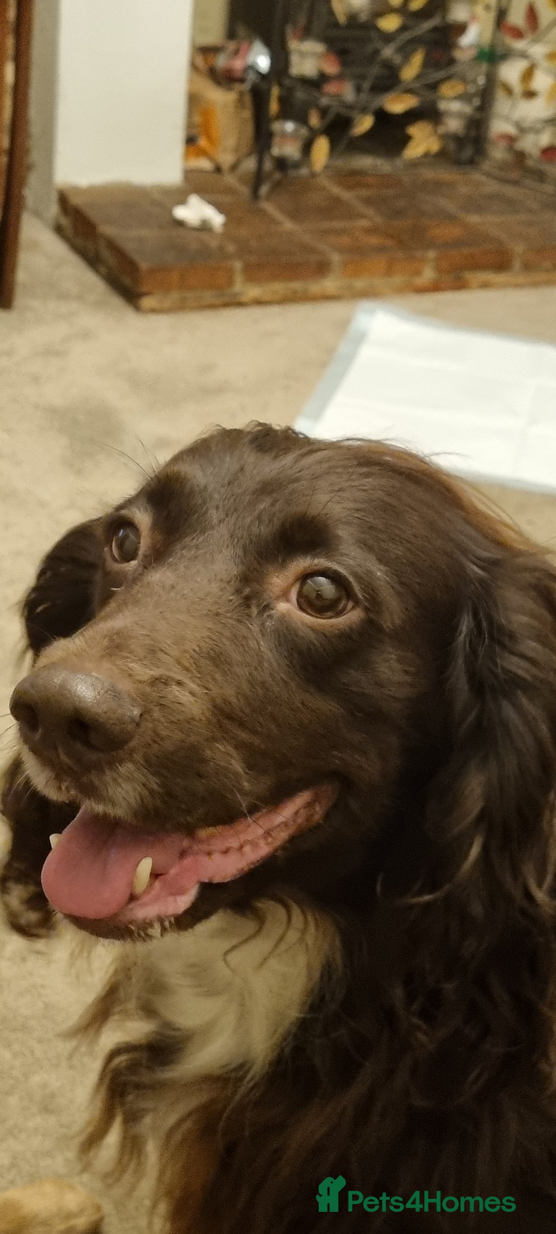 Mixed Breed dogs for sale: Ready for our forever homes - Advert 13