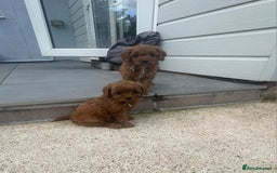 Cavapoo dogs for sale: Stunning Deep red health tested f1 cavapoos  - Image 18