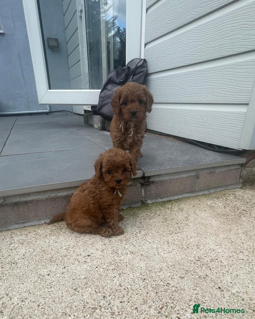 Cavapoo dogs for sale: Stunning Deep red health tested f1 cavapoos  - Image 18