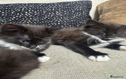 Ragdoll cats for sale: Stunning part ragdoll kittens - Image 9