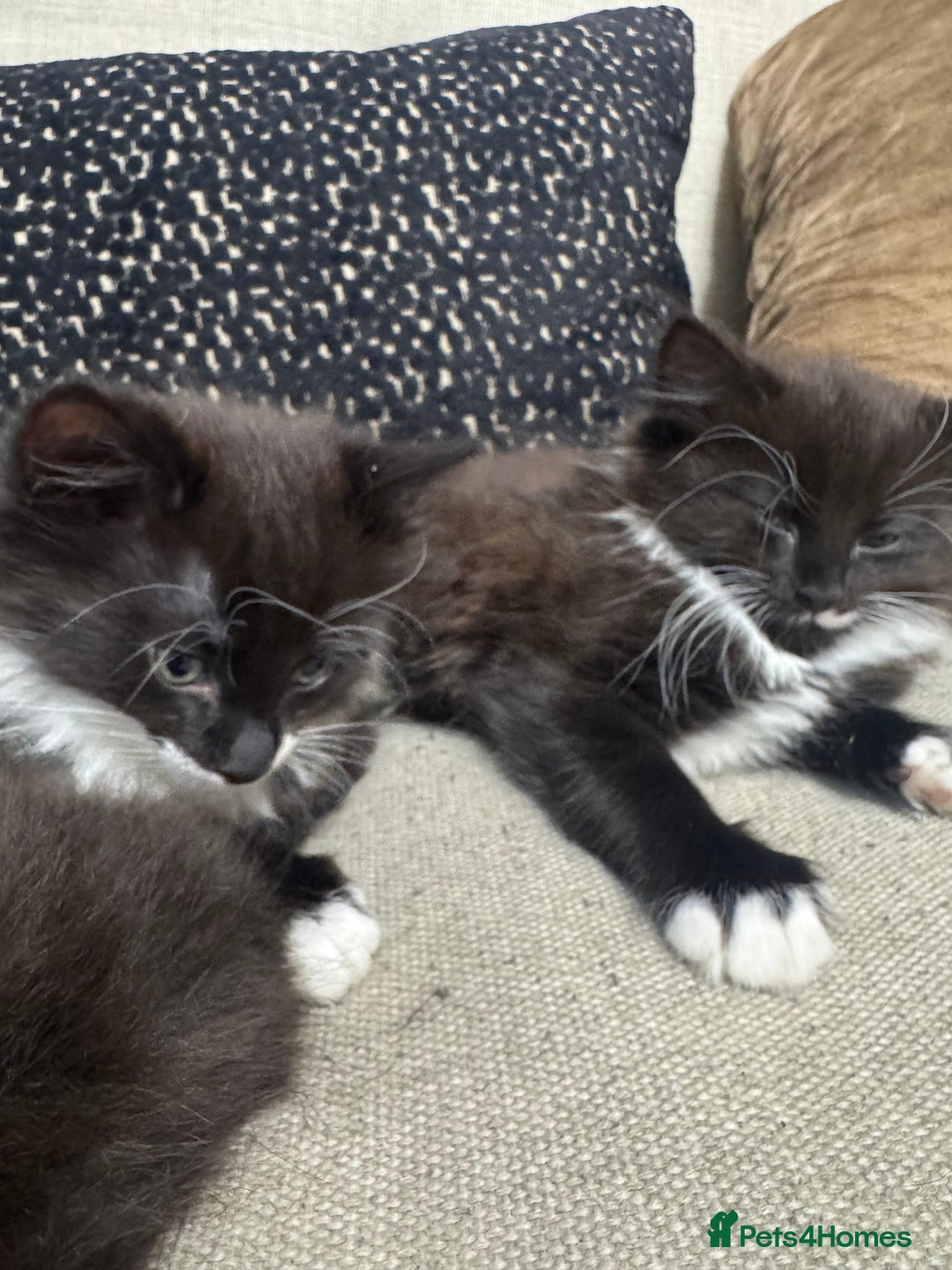Ragdoll cats for sale: Stunning part ragdoll kittens - Image 9