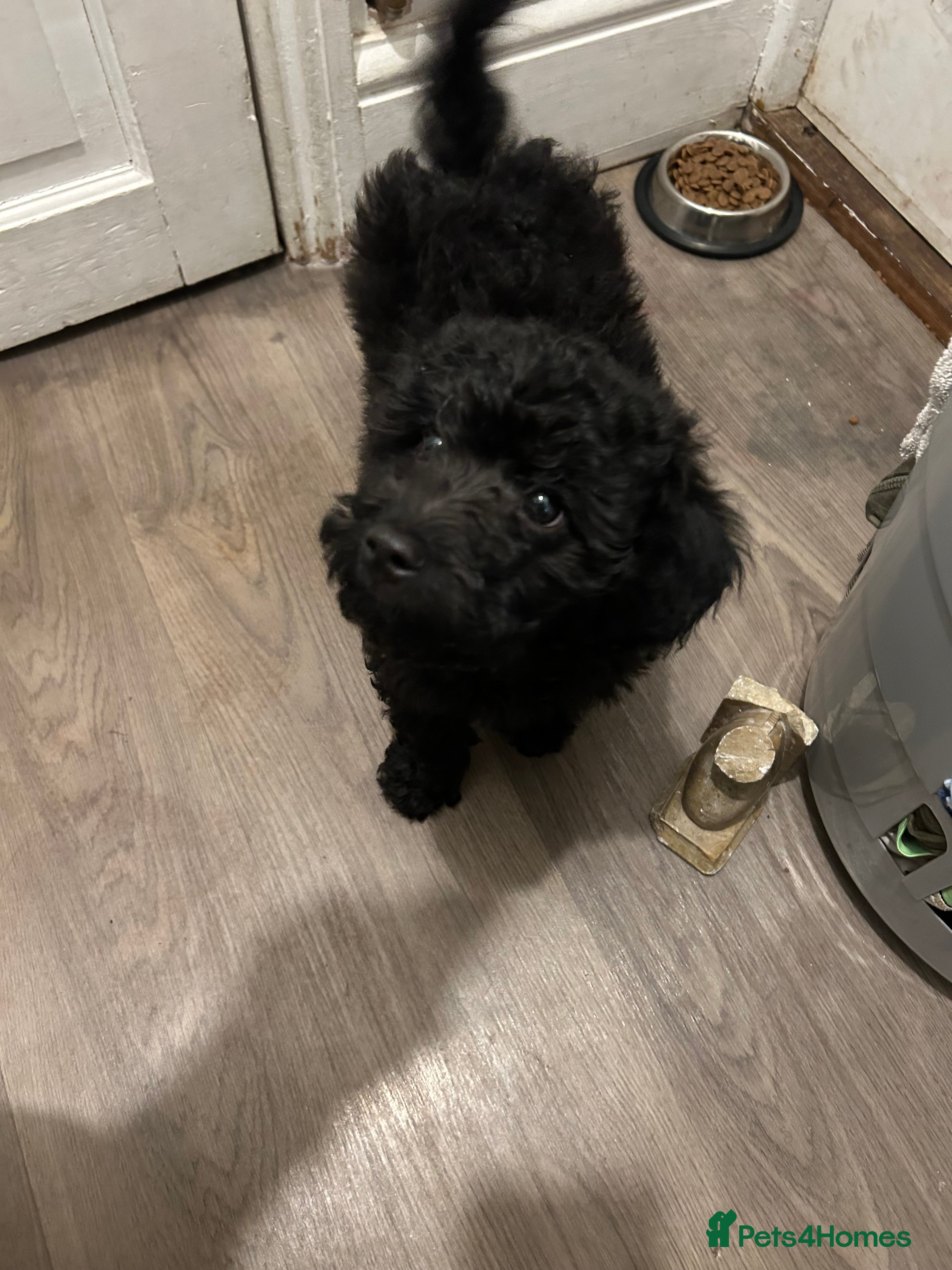 Cockapoo dogs 14 week old male cockapoo - Advert 18