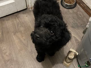 Cockapoo dogs 14 week old male cockapoo - Advert 1