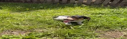 Dachshund dogs for sale: Two beautiful Isabela dachshund b in Rugby - Advert 6