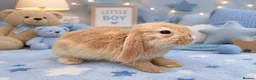 Mini Lop rabbits for sale: A beautiful selection of baby buns - Advert 1