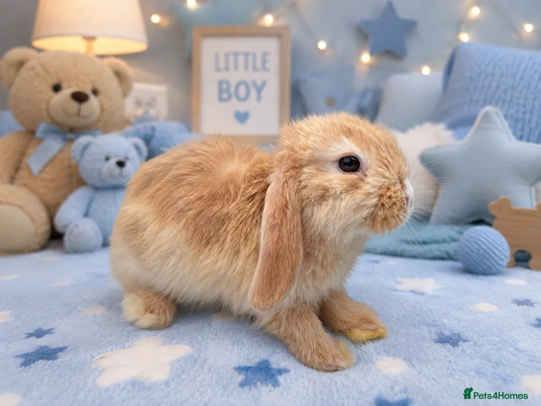Mini Lop rabbits for sale: A beautiful selection of baby buns - Advert 1