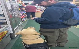 Labrador Retriever dogs for sale: Quinn - Image 8