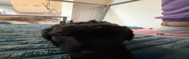 Cockapoo 3
