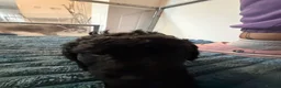 Cockapoo dogs for sale: 4gorgeous cockapoo pups for sale due to leave soon - Advert 17
