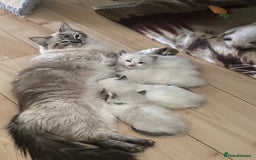 Ragdoll cats for sale: GCCF Seal point and bi colour Ragdoll Kittens - Image 14