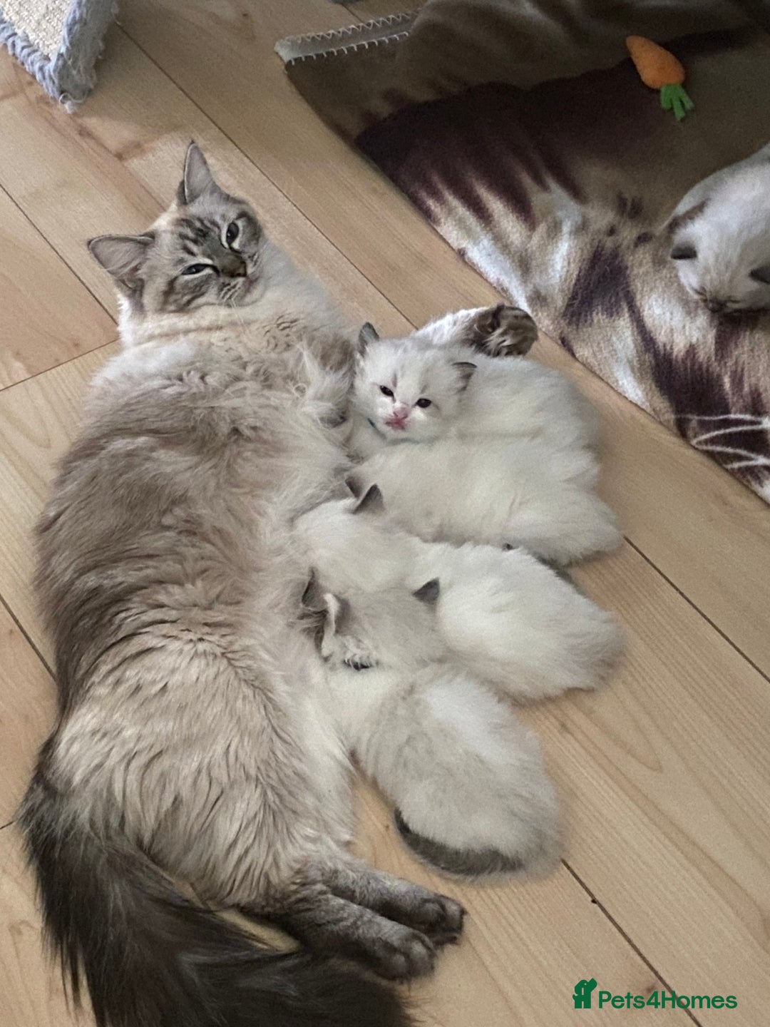Ragdoll cats for sale: GCCF Seal point and bi colour Ragdoll Kittens - Image 14