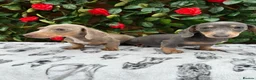 Miniature Dachshund dogs for sale: READY NOW VERY PETIT MINIDAXIS KC REG PRA CLR - Advert 6
