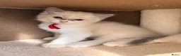 Ragdoll cats for sale: Ragdoll kittens available ♥️  - Advert 7