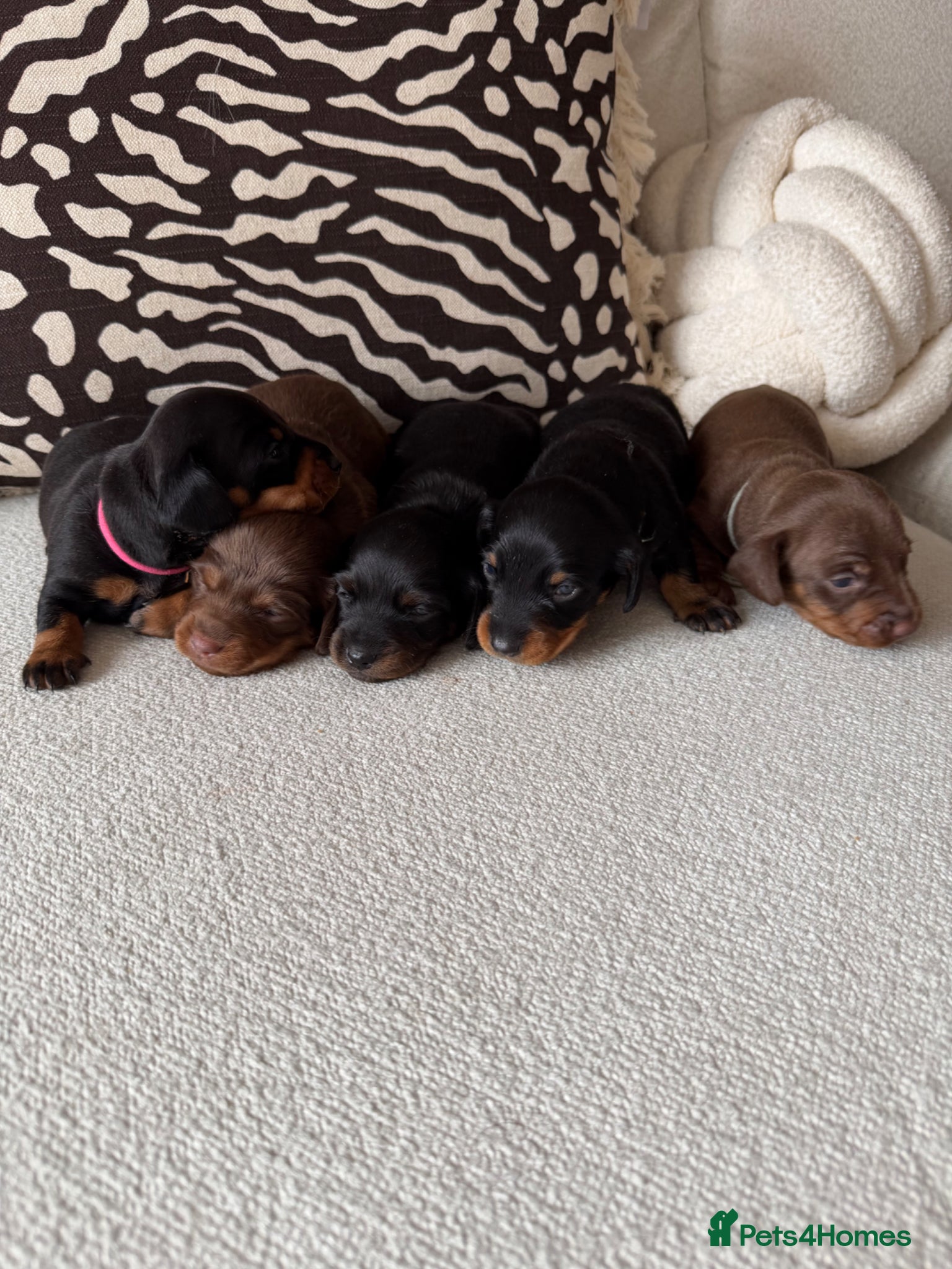 Miniature Dachshund dogs Miniature dachshund puppies - Advert 9