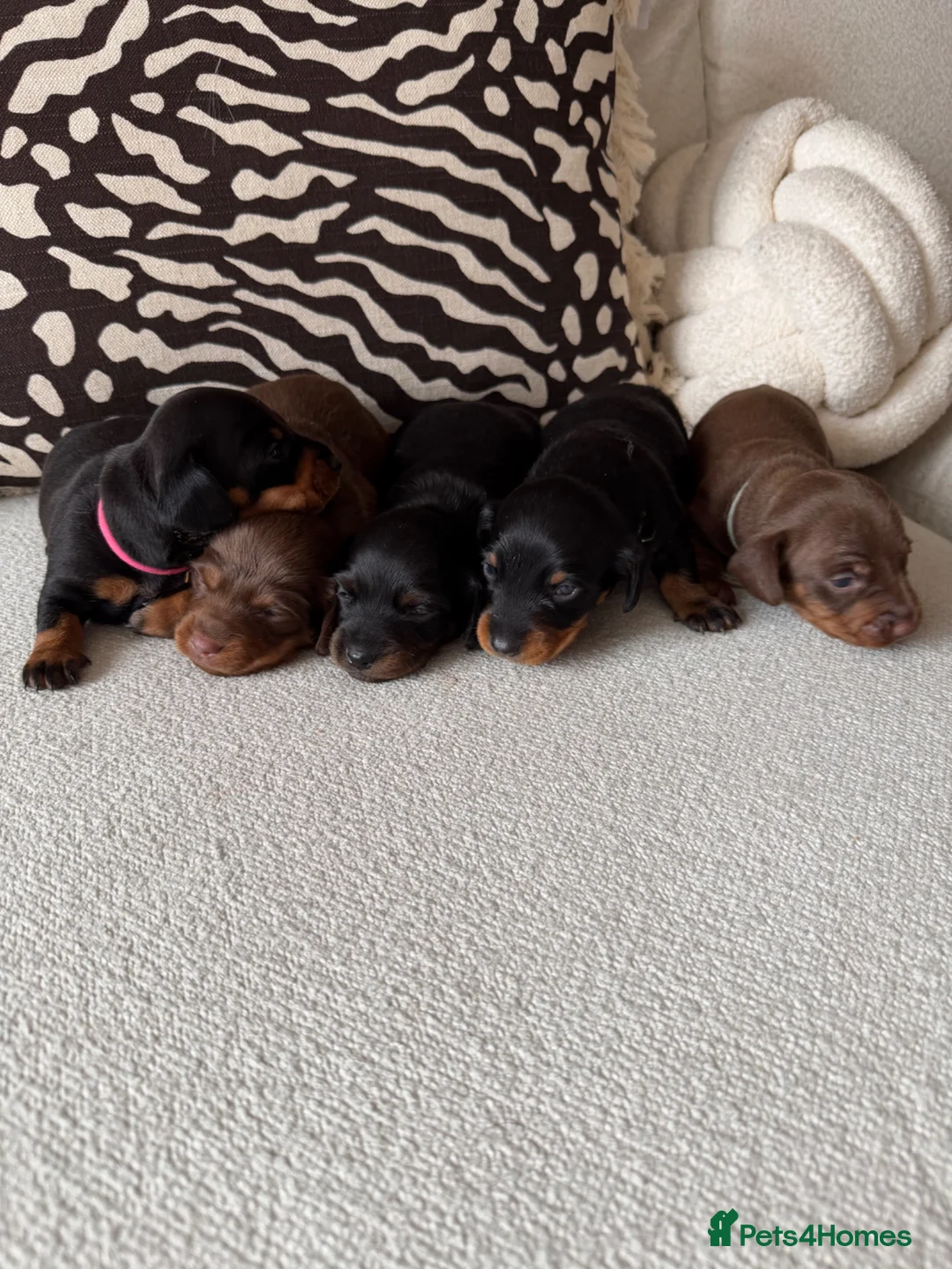 Miniature Dachshund dogs for sale: Miniature dachshund puppies - Advert 1