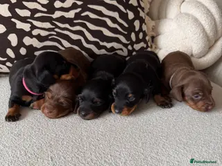 Miniature Dachshund dogs Miniature dachshund puppies - Advert 13