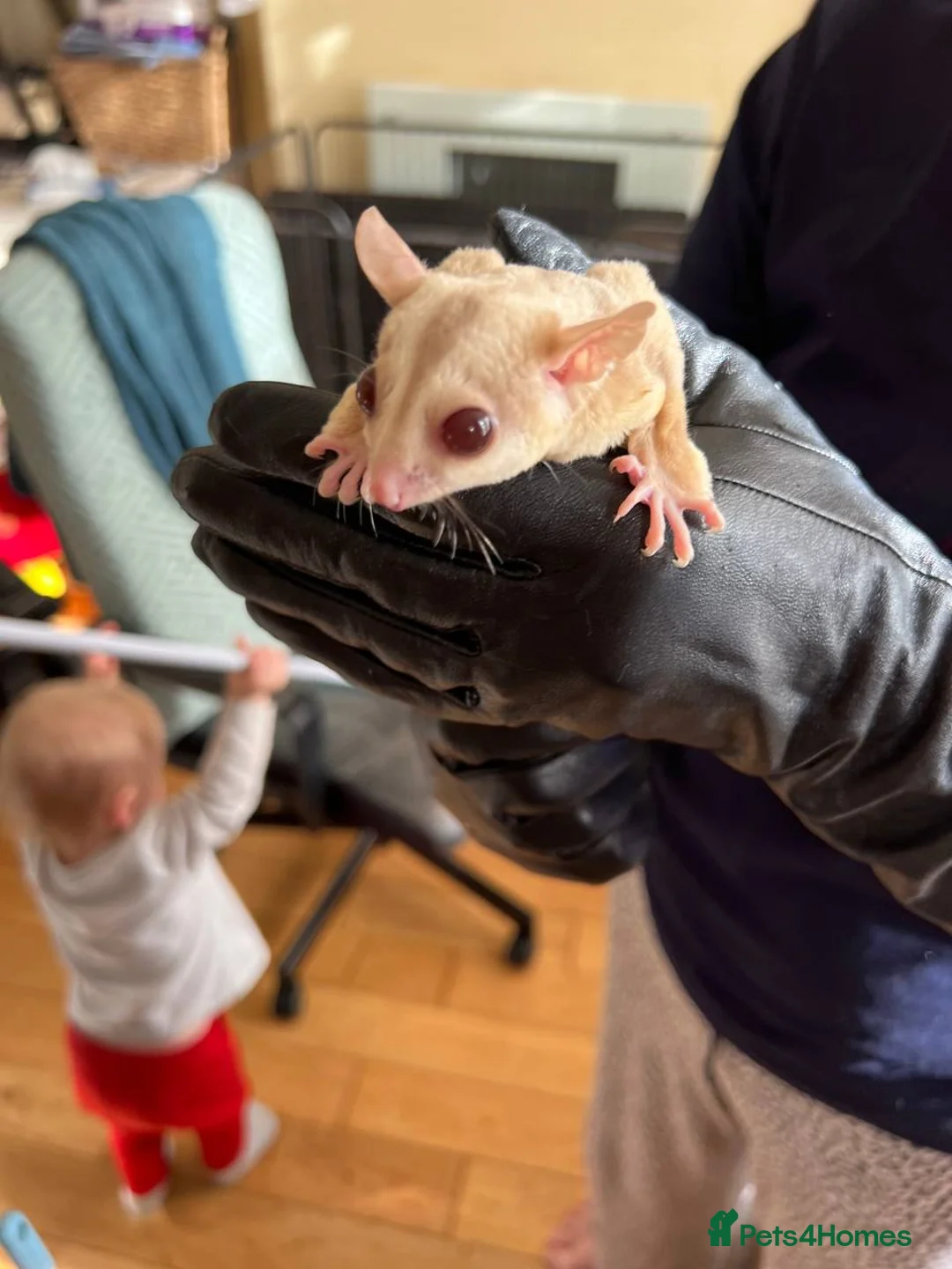 Sugar Glider rodents for sale: adult sugar gliders 🐾 - Advert 2