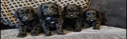 Cockapoo dogs for sale: Cockapoo pups - Advert 5