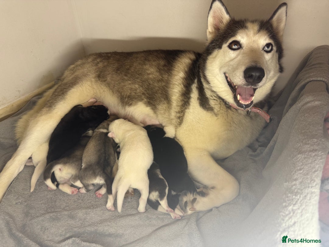 Siberian Husky dogs for sale: Siberian Husky Puppies for Sale - Image 9