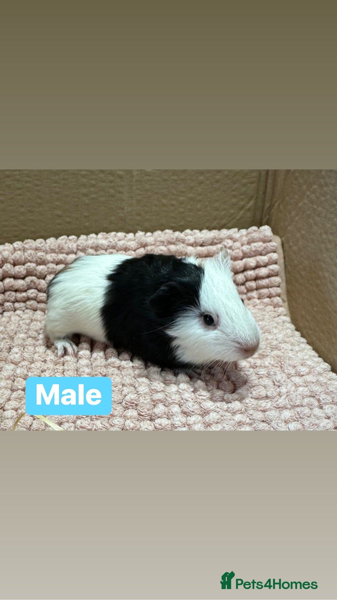 Guinea Pig rodents for sale: Young Guinea pigs  - Advert 7