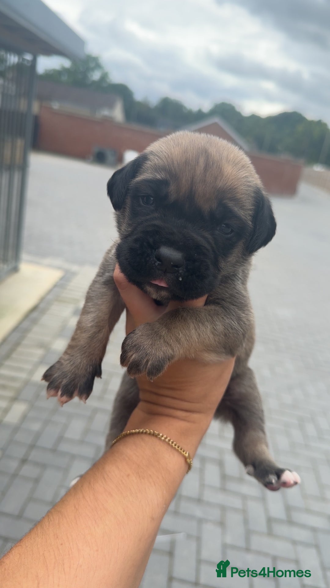 Cane Corso dogs for sale: cane corso puppy’s! - Image 6