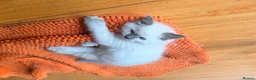 Ragdoll cats for sale: 💯stunning pure looking 💥Ragdolls for good homes. in Lowestoft - Advert 3