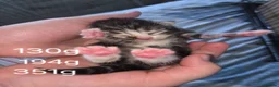 Mixed Breed cats for sale: Kittens looking for their forever homes - Advert 6