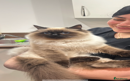 Ragdoll cats for sale: BonBon looking for his forever home  - Advert 1