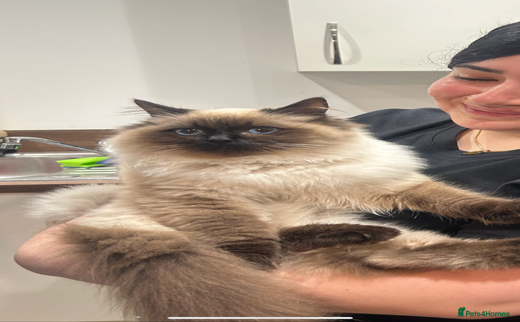 Ragdoll cats BonBon looking for his forever home  - Advert 2