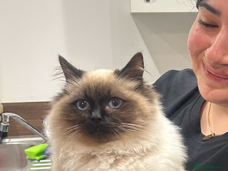 Ragdoll cats BonBon looking for his forever home - Advert 1