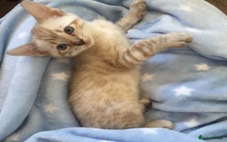 Bengal cats for sale: Sad sale of snow Bengal - Image 3