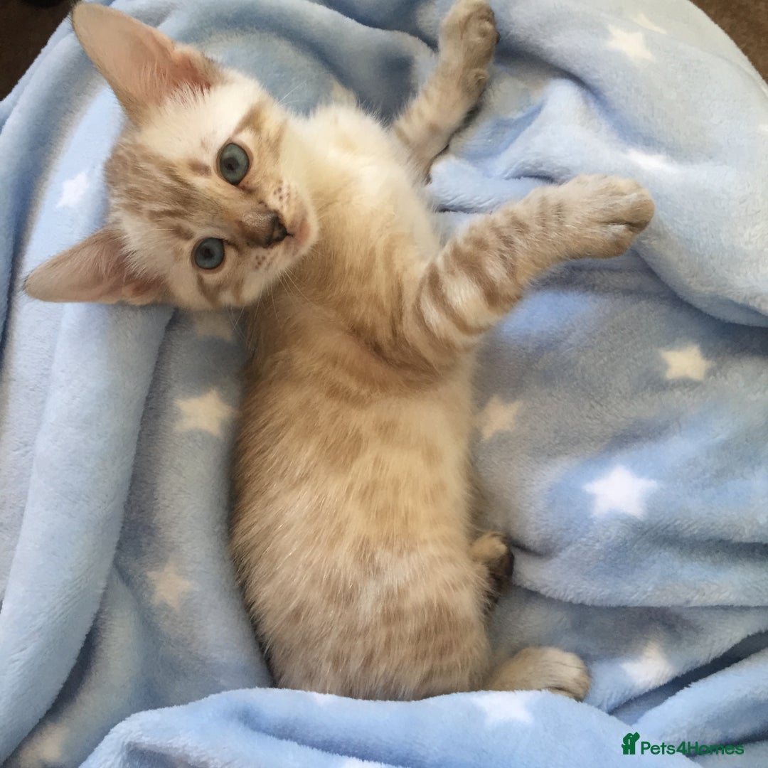 Bengal cats for sale: Sad sale of snow Bengal - Image 3