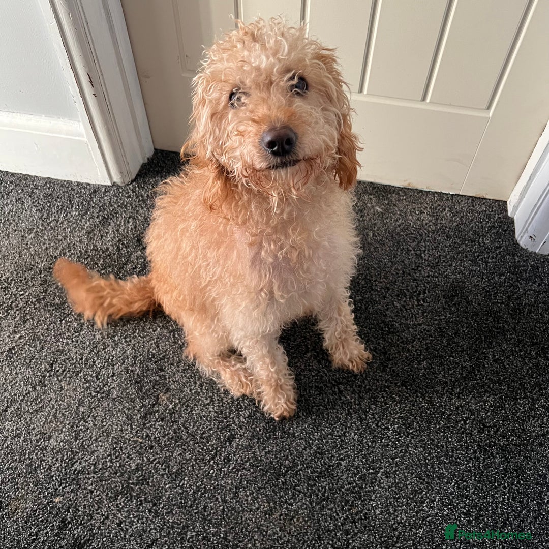 Mixed Breed dogs for sale: F1b Australian Labradoodle  - Advert 3
