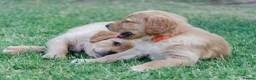 Golden Retriever dogs for sale: READY GOLDEN RETREVER KC PUPPIES - Advert 7
