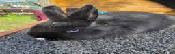 Mixed Breed rabbits for sale: Mixed breed rabbits  in Middlesbrough - Advert 1