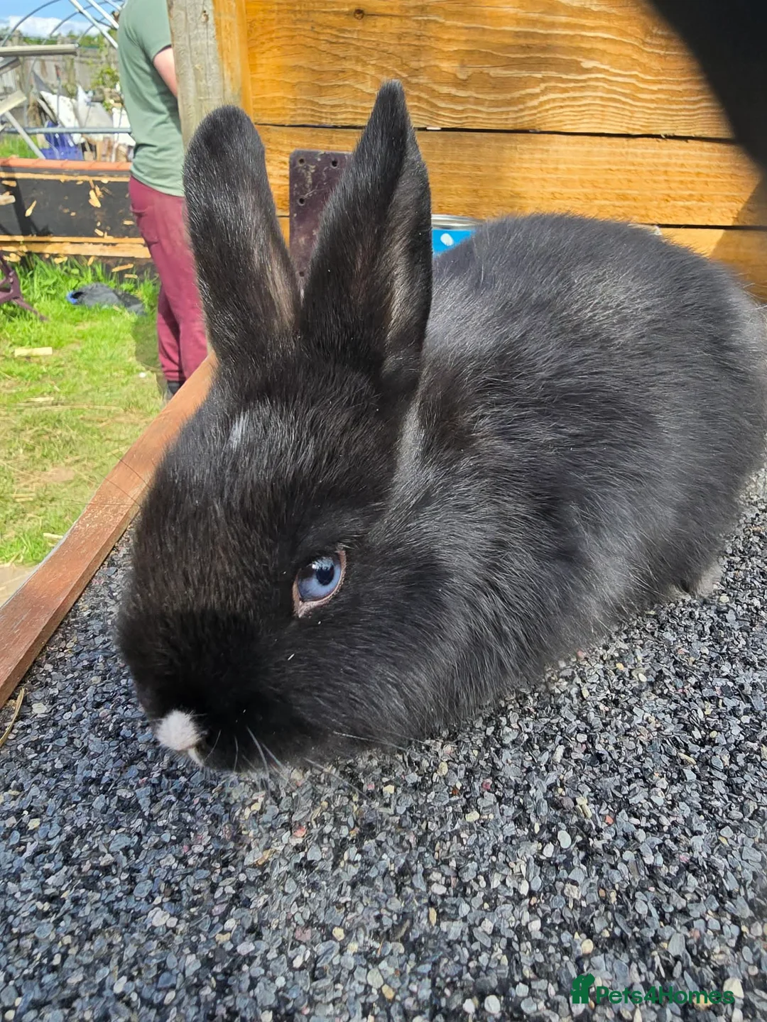 Mixed Breed rabbits for sale: Mixed breed rabbits  in Middlesbrough - Advert 1