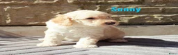 Labradoodle dogs for sale: F7 Australian Labradoodle Stunning Girl - Advert 13