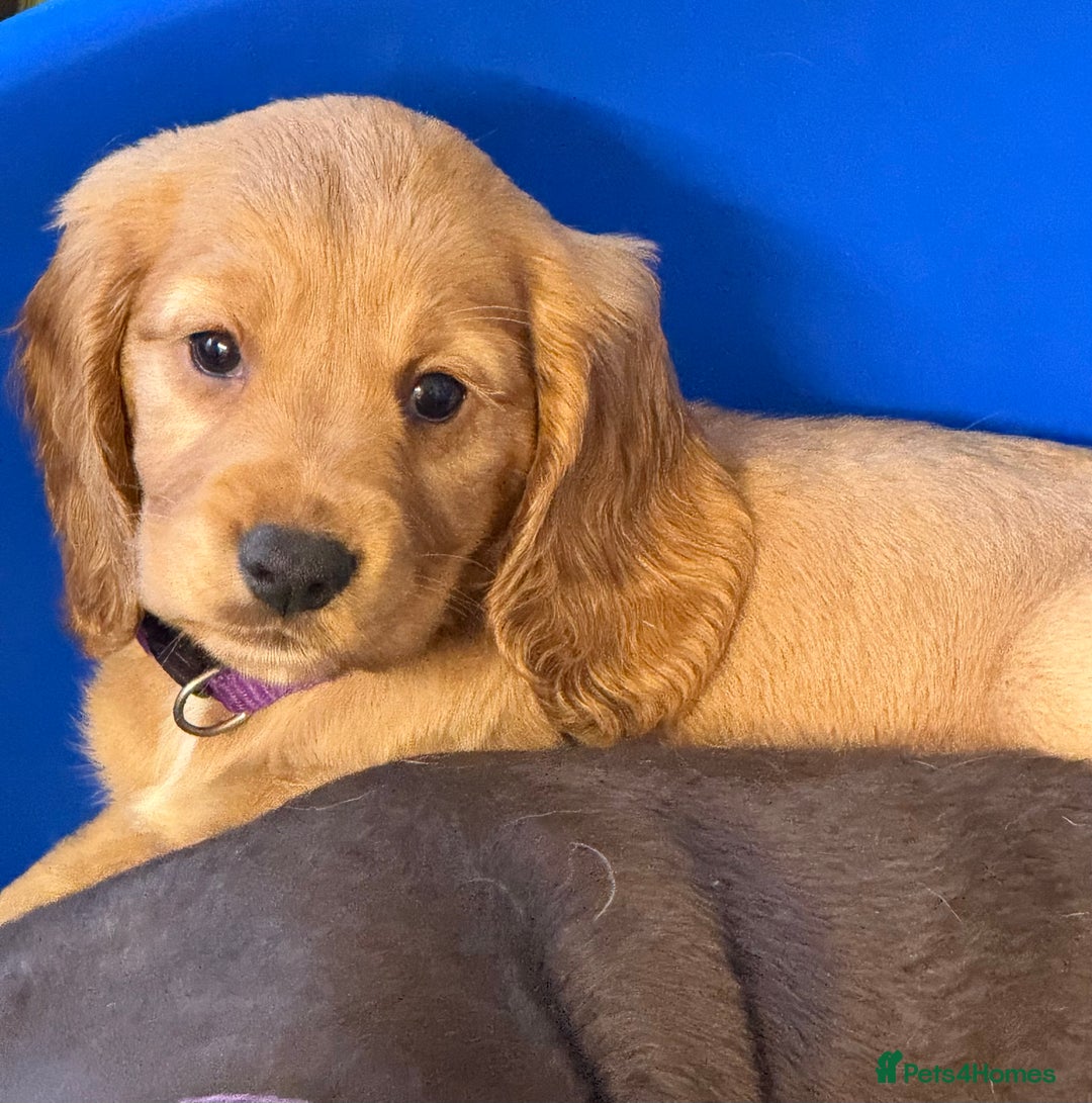 Cocker Spaniel dogs for sale: Cocker spaniel puppies - Advert 6