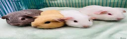 Guinea Pig rodents for sale:  Guinea pig pups for sale in Peterborough in Peterborough - Advert 6