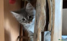 Ragcoon cats for sale: Beautiful Maine Coon x Ragdoll Kittens  Available - Image 13