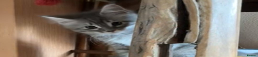 Ragcoon Kitten 7