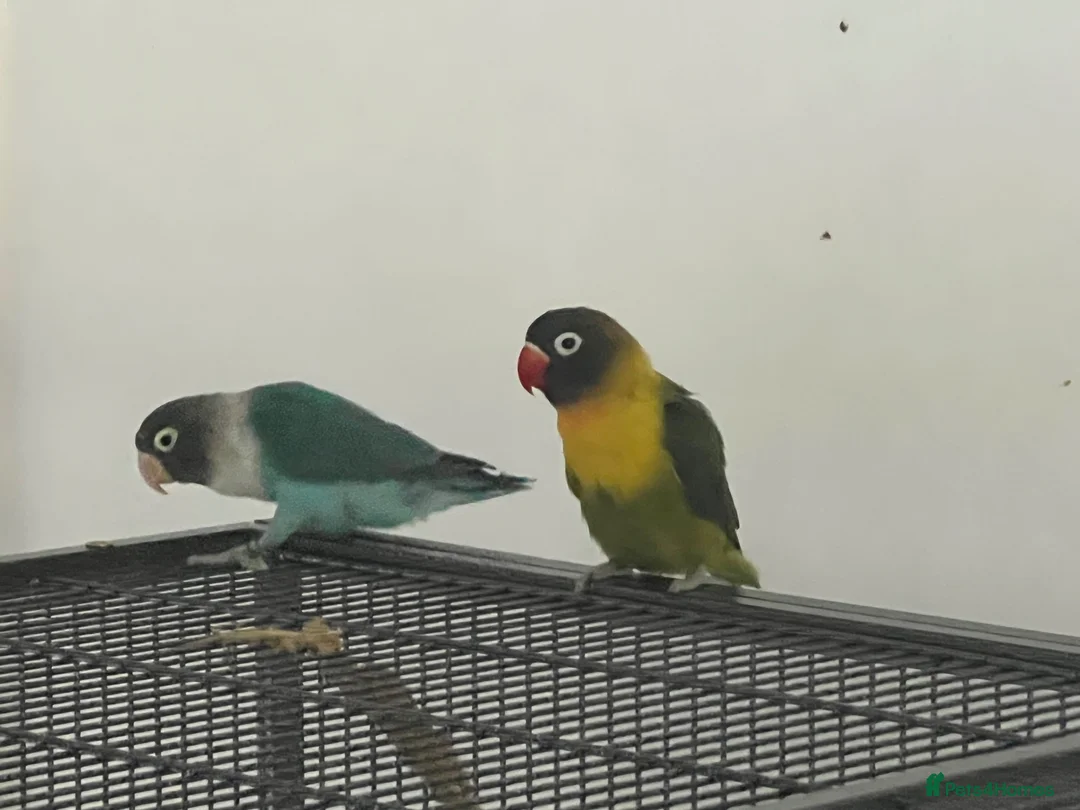 Conures birds for sale: Baby 3 month old love bird pair with cage and food - Advert 2