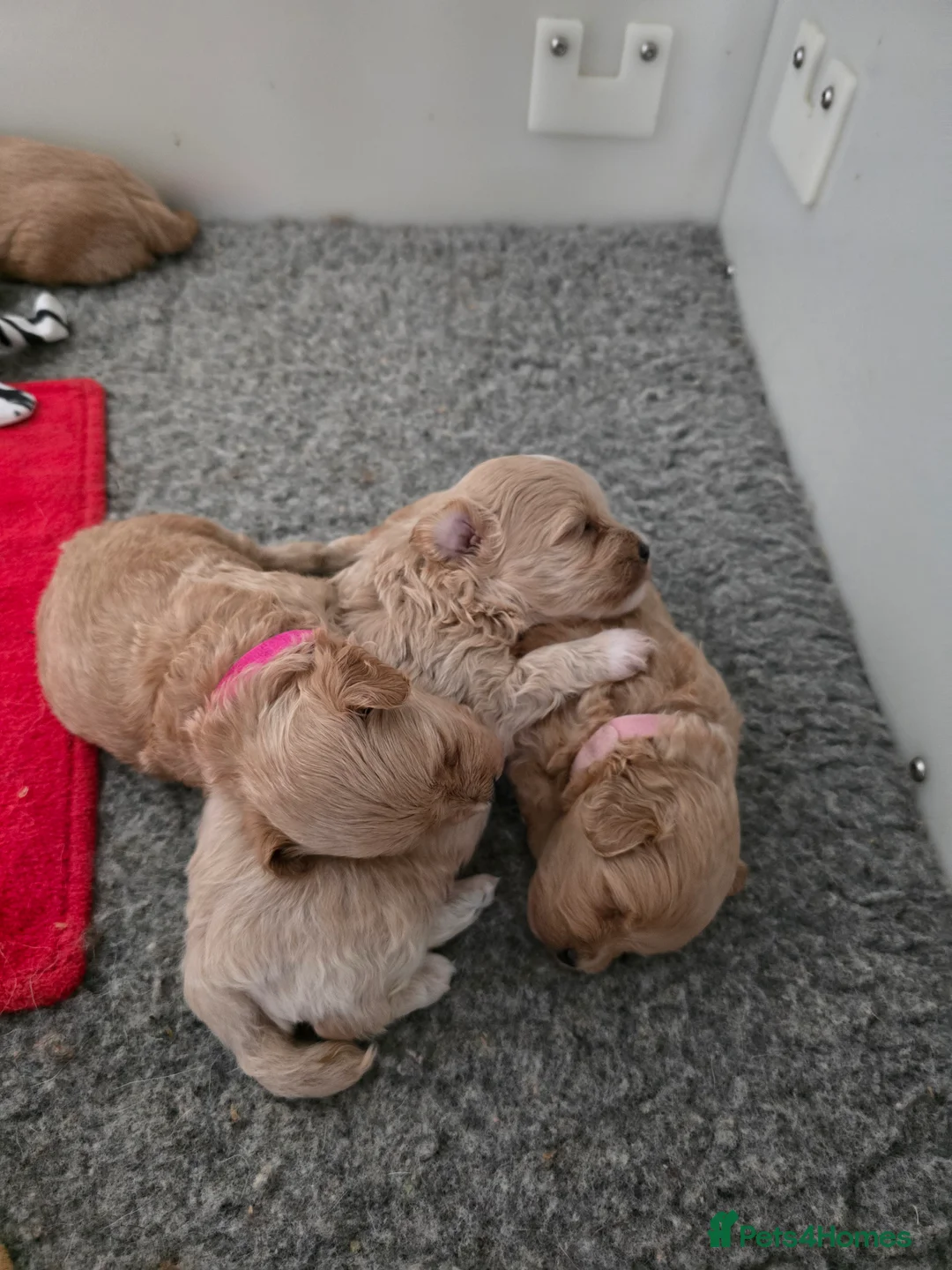 Maltese dogs for stud: Maltese kc champion lines health tested  for Stud  - Advert 11