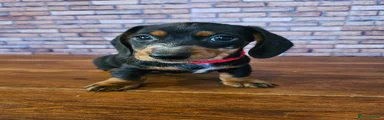 Miniature Dachshund Puppy 1