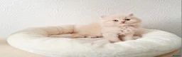 British Shorthair cats for sale: British Shorthair Males & Females in Leicester - Advert 19