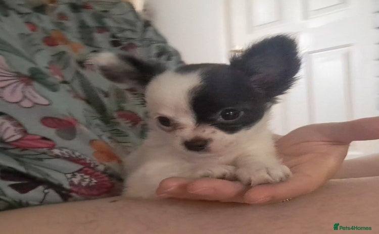 Chihuahua dogs - Advert 6