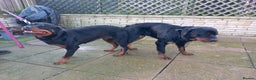 Rottweiler dogs for stud: proven rottweiler stud in Barnsley - Advert 21