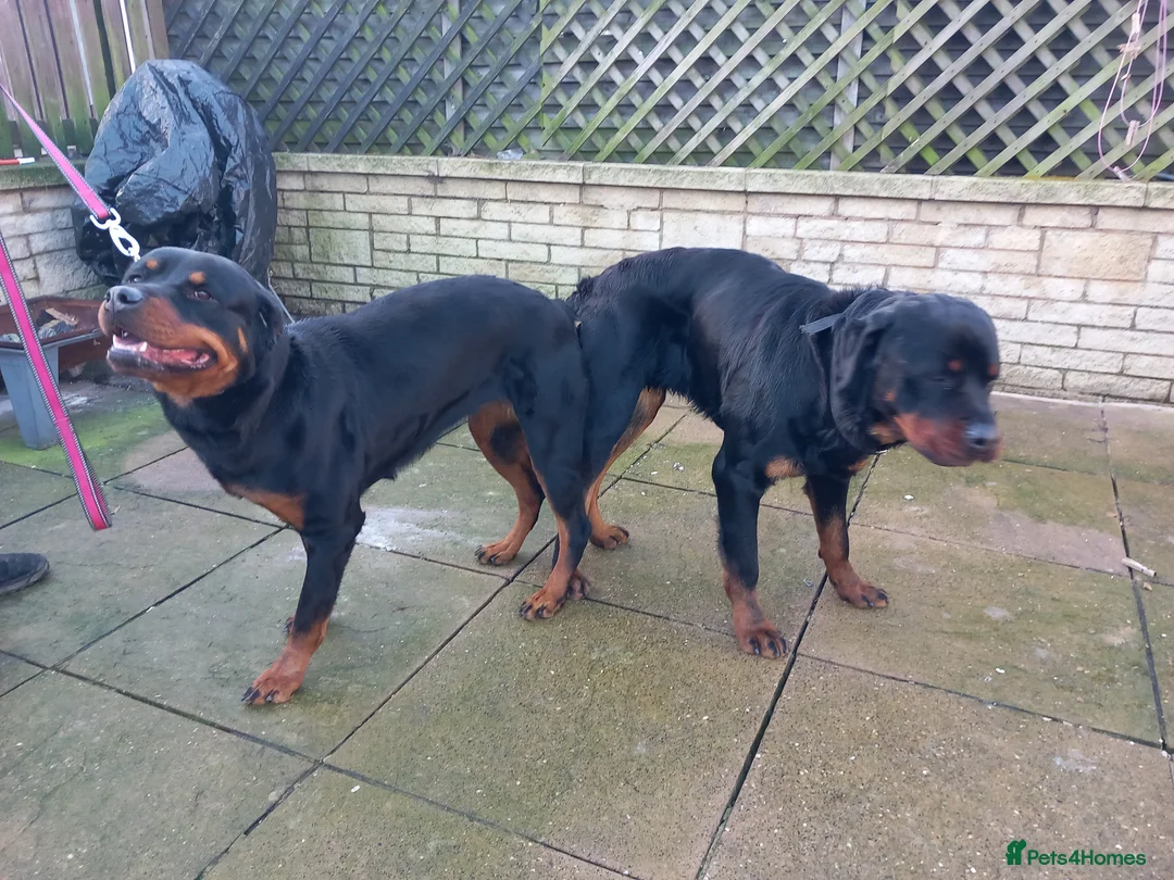Rottweiler dogs for stud: proven rottweiler stud in Barnsley - Advert 21